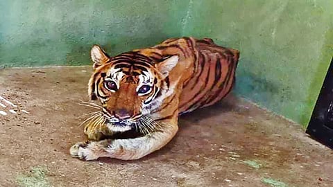 ಬಳ್ಳಾರಿ: ಕಮಲಾಪುರದ ಅಟಲ್ಜೀ ಮೃಗಾಲಯದಲ್ಲಿ ಹೆಣ್ಣು ಹುಲಿ 'ದೇವಿ' ಸಾವು