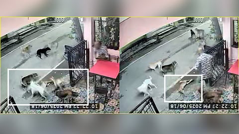 Six stray dogs poisoned, five die in KR Puram