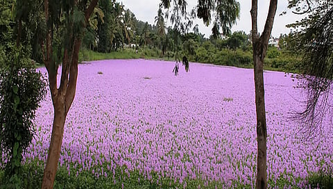 Water Hyacinth that has taken over Tavarekere lake in Kushalnagar