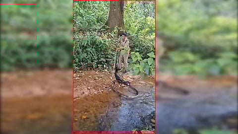Woman Forest Officer Roshni capturing a massive 14-15 foot long KingCobra