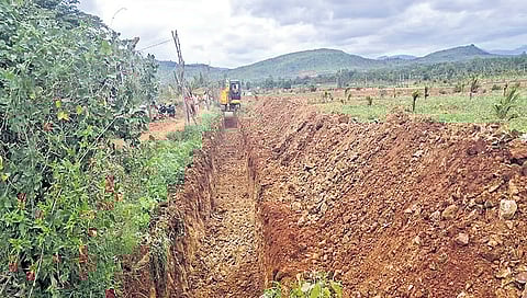 ಉಪ ಲೋಕಾಯುಕ್ತರಿಂದ ನೆಡುತೋಪು ಅಭಿಯಾನ