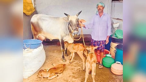 Cow
