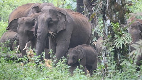 Elephant Casual Images