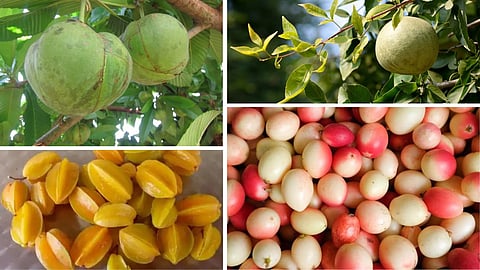 Indian fruits (File pic)