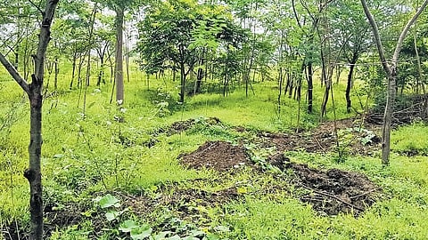 Forest