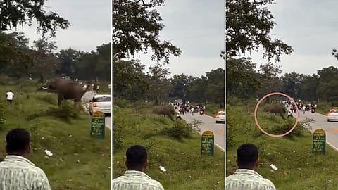 Elephant attack