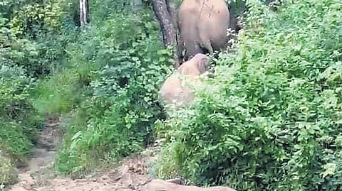 elephants spotted in Kodagu estate