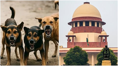 Stray dogs- Supreme Court