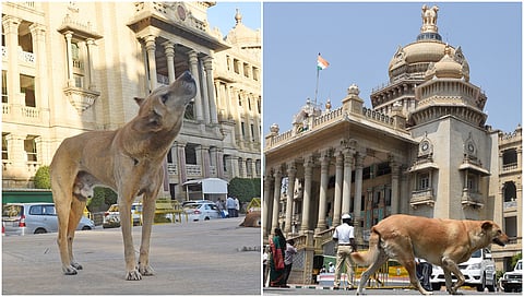 Street dog menace