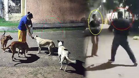 Woman Slapped 8 Times In 38 Seconds For Feeding Stray Dogs