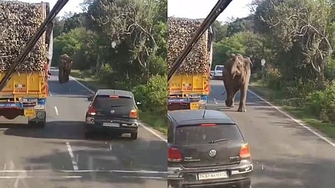 Elephant