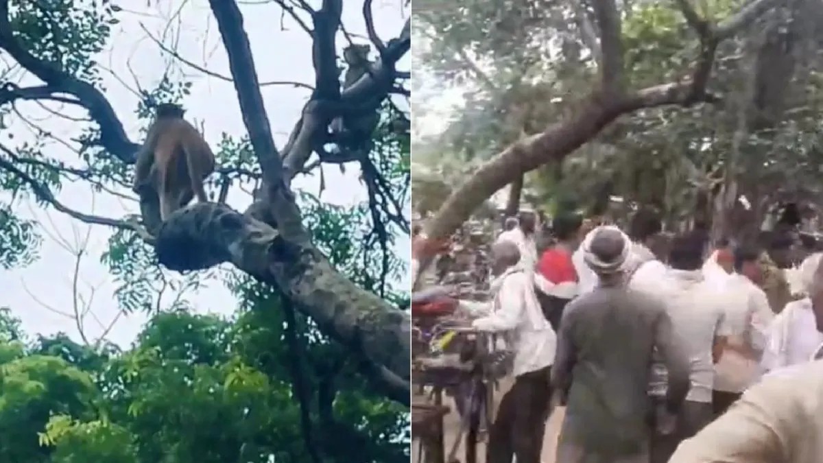Monkey scatters cash in UP