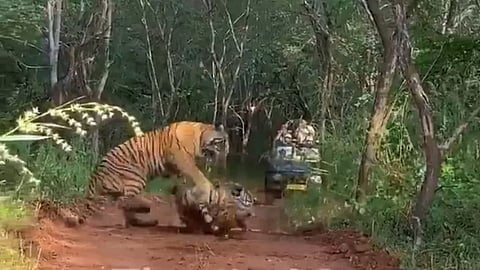 Catching tigers' antics is rare and unusual during a jungle safari.