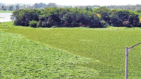 A view of Hebbal tank in Bengaluru