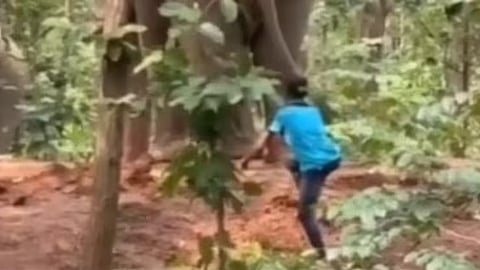 Wild Elephant Tail Pulling