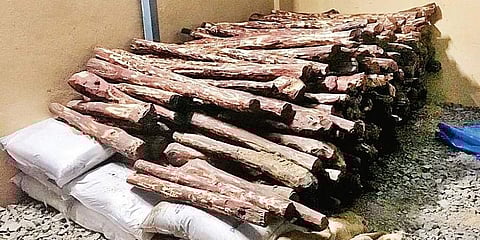 sandalwood Tree Wood