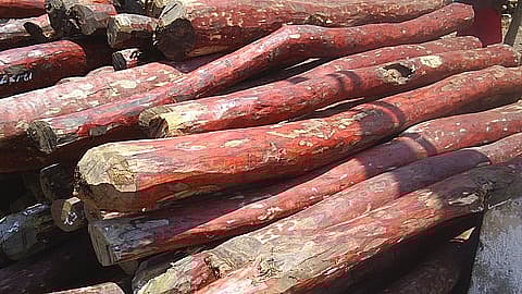 sandalwood Tree Wood