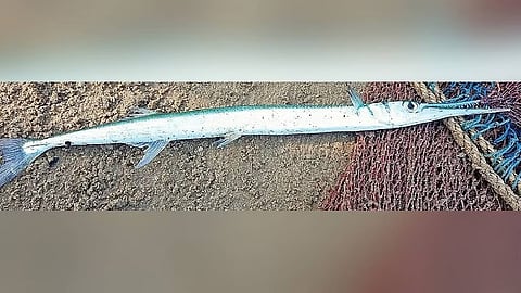Experts opine that the fish which killed him could be a houndfish — which is one of three fish species known to have teeth