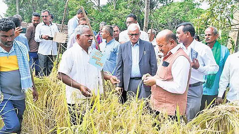 Professors from Dharwad University and agriculture officials at Langati’s paddy field at Gundenatti in Belagavi district