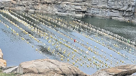 The trio converted an abandoned stone quarry at their village Hatalageri in Gadag into a pearl farm