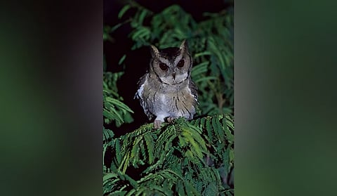 scops owl