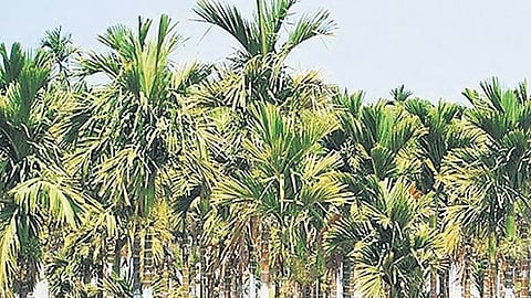Arecanut
