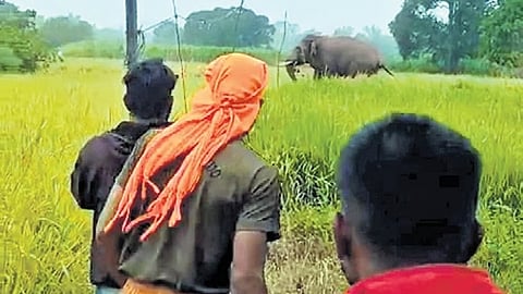 Villagers chase a wild elephant from a field on the outskirts of Maskenatti village in Khanapur on Friday.