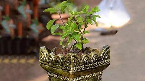 tulasi pooja and its significance