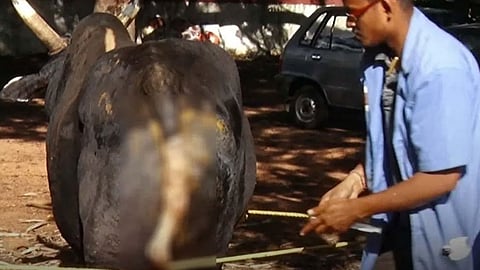 Miscreants Hack Off Stray Cow’s Tail in Tumakuru