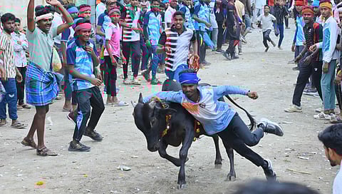 Bull Taming: Follow Kobri Hori Rules Strictly Police Tells Event Organisers
