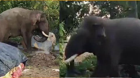 ಮದಗಜಗಳ ಕಾದಾಟ: ಕ್ಯಾಪ್ಟನ್ ಜೊತೆ ಭೀಕರ ಸಂಘರ್ಷ; ಕಾಡಾನೆ ಭೀಮನ ದಂತ ಮುರಿತ!