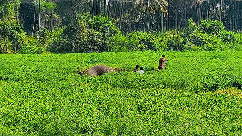 Two Wild Jumbos Drown and Die in Harobele Dam Backwaters