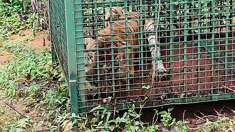 The tiger caught in a cage trap set at the forest-fringe villages of Sargur taluk