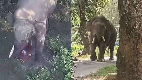 wild elephant Bheema