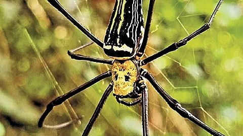 Golden Orb Weaver spider