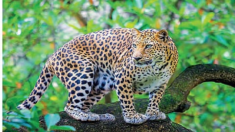 Representational image