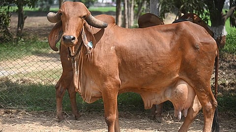 gir cow (file photo)