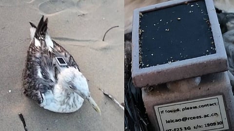 ಜಿಪಿಎಸ್ ಇರುವ ಸೀಗಲ್