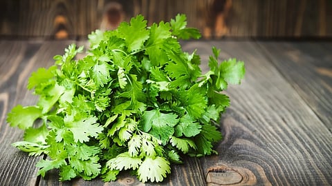 coriander (File photo)