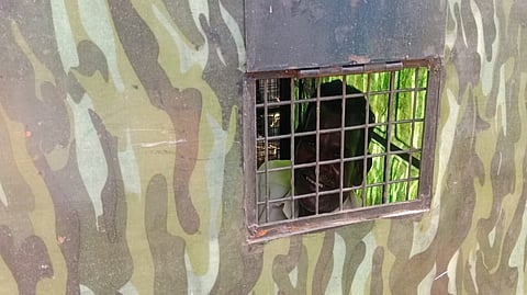 man accidentally locked inside a cage meant to capture a leopard.