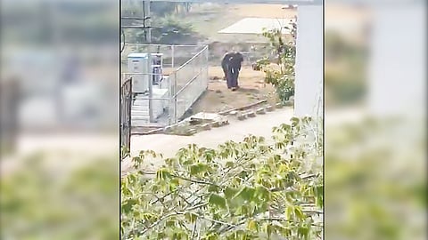Wild elephant enters school premises in Kanakapura