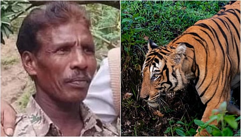 ಚಾಮರಾಜನಗರ: ಹುಲಿ ದಾಳಿಗೆ ಅರಣ್ಯ ಇಲಾಖೆ ಸಿಬ್ಬಂದಿ ಬಲಿ