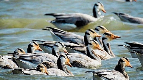 A gaggle of bar-headed geese at the Magadi Bird Sanctuary near Gadag