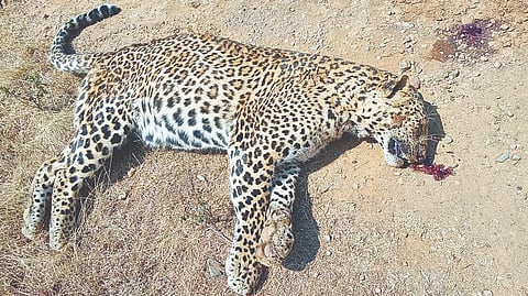 Death of Pregnant Leopard