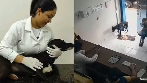 Dog Walks Himself To Vets Clinic With Injured Paw
