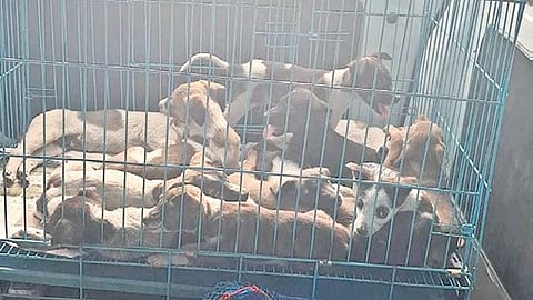 The rescued puppies being transported from the unsafe dump site
