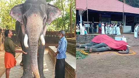 Elephant brought for temple festival collapses