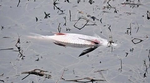 According to morning walkers, around 12 common carp fish were found dead along the edges of the lake.