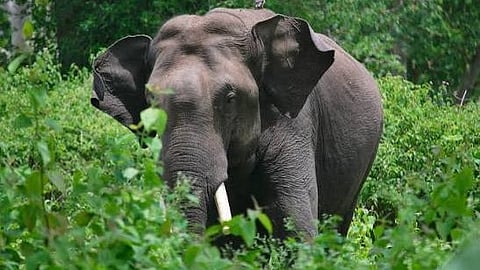 wild elephant attack in Kodagu