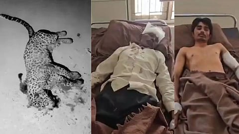 Man Kills Leopard with Sickle And Spear